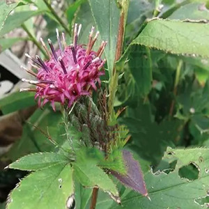 Seeds of Rhizoma Atractylodis Macrocephalae