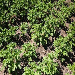 Seeds of Angelica Dahurica