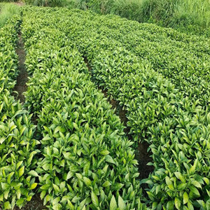 Seeds of Radix Isatidis