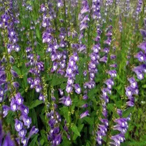 Seeds of Sculellaria Barbata