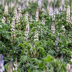 Seeds of Radix Glehniae