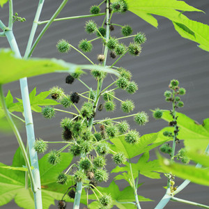Seeds of Castor-Oil Plant