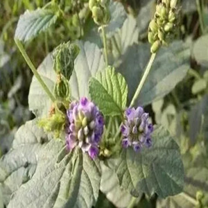 Seeds of Fructus Psoraleae
