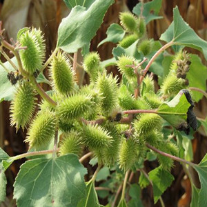 Seeds of Xanthium Sibiricum