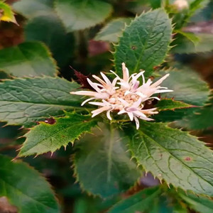 Seeds of Rhizoma Atractylodis