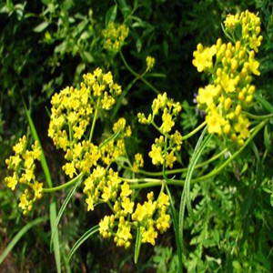 Seeds of Radix Bupleuri