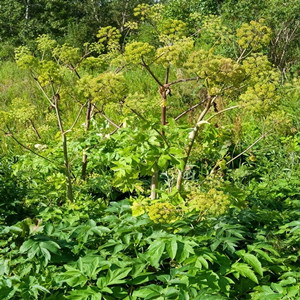 Seeds of Angelica Sinensis