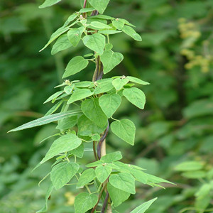 Seeds of Codonopsis Pilosula