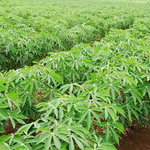 Seeds of Saposhnikovia Divaricata