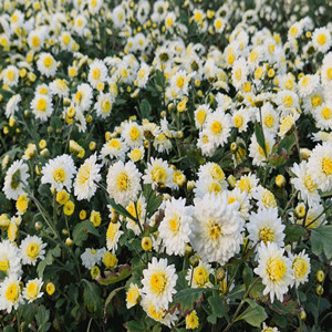 Florists Chrysanthemum Seeds