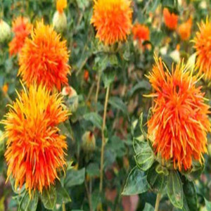 Seeds of Carthamus Tinctorius