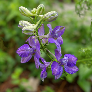 Seeds of Scutellaria Baicalensis