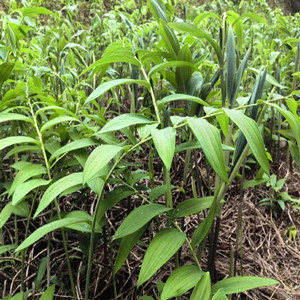 Seeds of Rhizoma Polygonati
