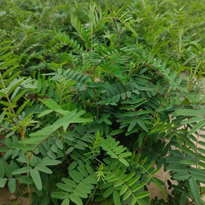 Seeds of Astragalus Membranaceus