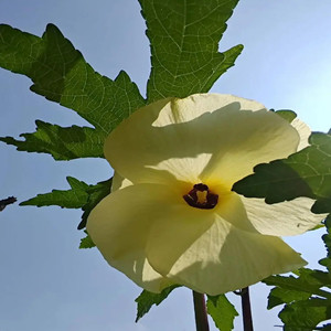Seeds of Golden Sunflower