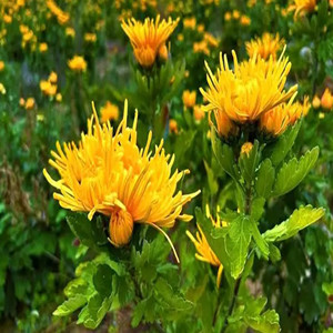 Seeds of Golden Chrysanthemum