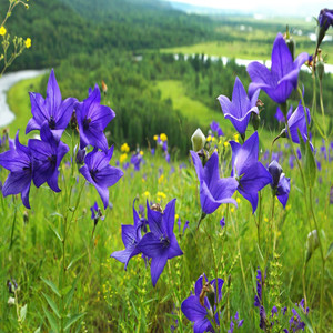 Seeds of Balloon Flower