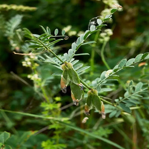 Seeds of Sophora Flavescens