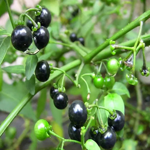 Seeds of Black Nightshade