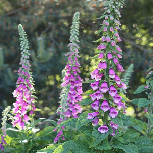 Seeds of Digitalis Purpurea