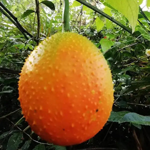 Seeds of Momordica Cochinchinensis