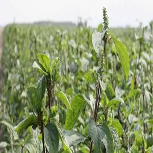 Seeds of Achyranthes Bidentata