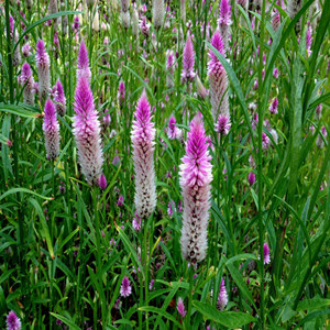 Seeds of Semen Celosiae