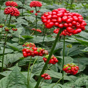 Ginseng Seeds