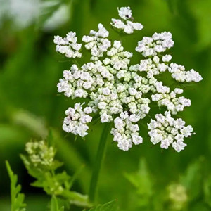 Seeds of Cnidium Fruit