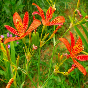 Seeds of Belamcanda Chinecsis
