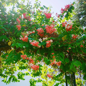 Seeds of Quisqualis Indica
