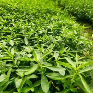 Seeds of Stevia Rebaudiana