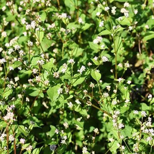 Seeds of Vaccaria Segetalis