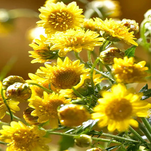 Seeds of Mother Chrysanthemum