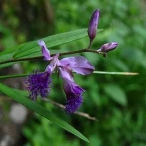 Seeds of Polygala Tenuifolia