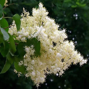 Seeds of syringa reticulata var. mandshurica