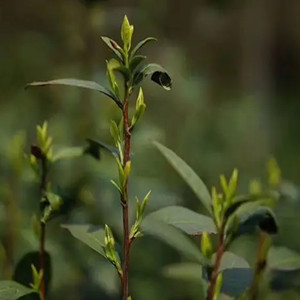 Seeds of Biluochun tea
