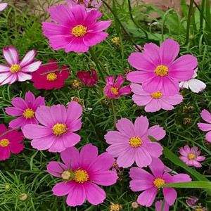 Cosmos seeds