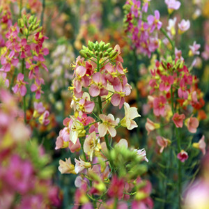 Seeds of colorful rapeseed flowers