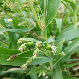 Seeds of job's tears