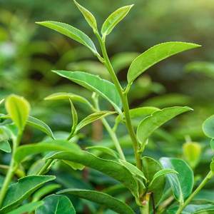 Seeds of tea tree