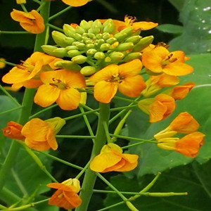 Seeds of orange rapeseed flowers