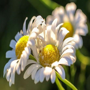 Seeds of shasta daisy