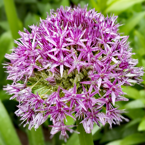 Seeds of allium giganteum