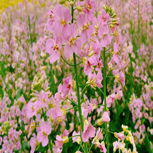 Seeds of pink rapeseed flowers