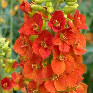 Seeds of red rapeseed flowers
