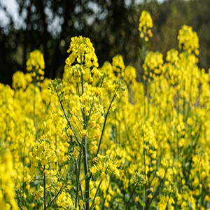 Seeds of yellow rapeseed flowers