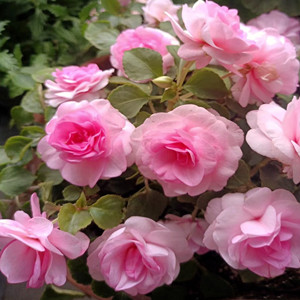 Seeds of impatiens balsamina