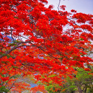 Seeds of red flower couplets