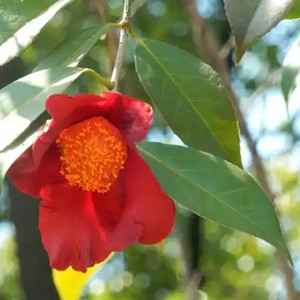 Seeds of oil-tea camellia